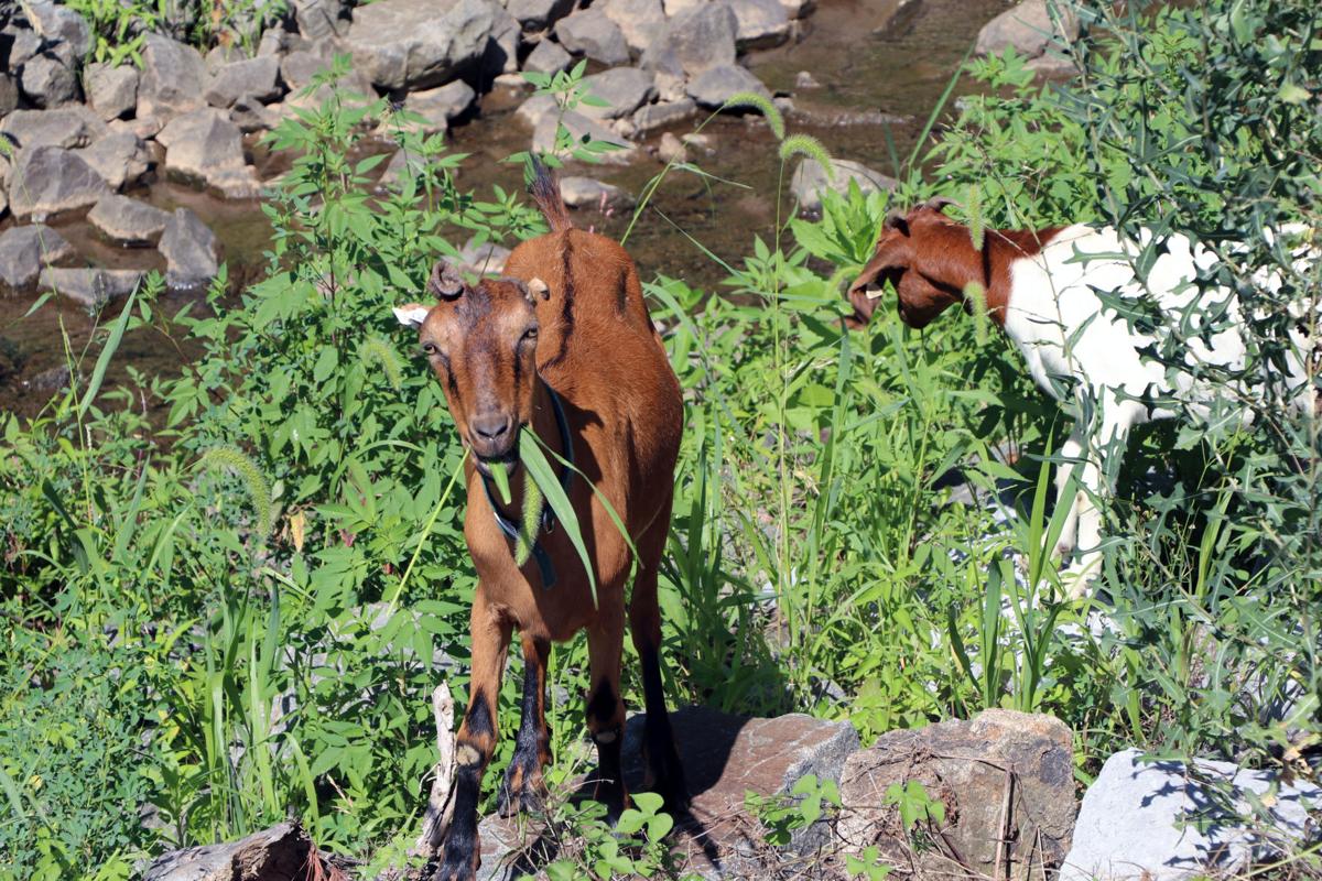 leesburg-goats-weed