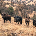 hogs in the woodlands