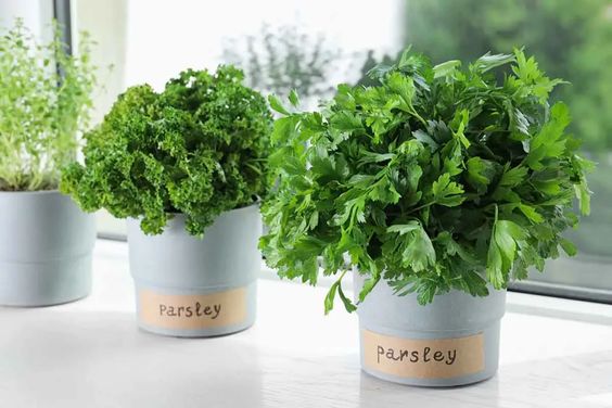Parsley | The Kitchen Herbs Pinterest