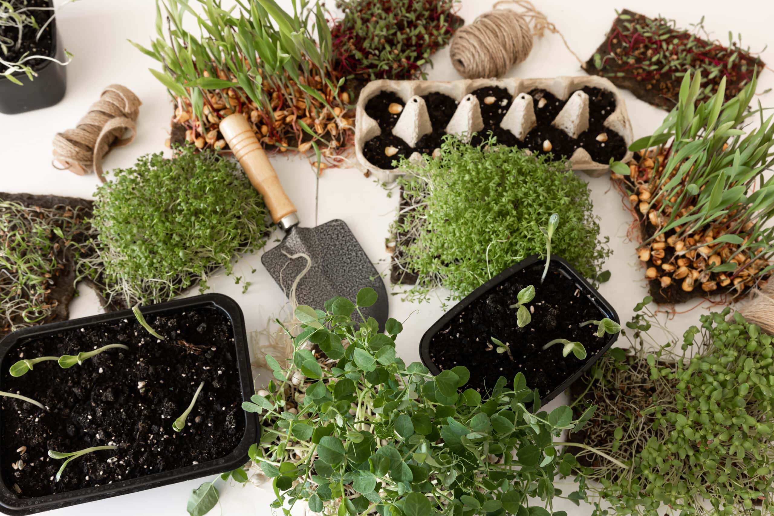 herb garden -Microgreens with seeds and roots. Germination of microgreens. Germination of seeds at home. Vegan and healthy food concept.