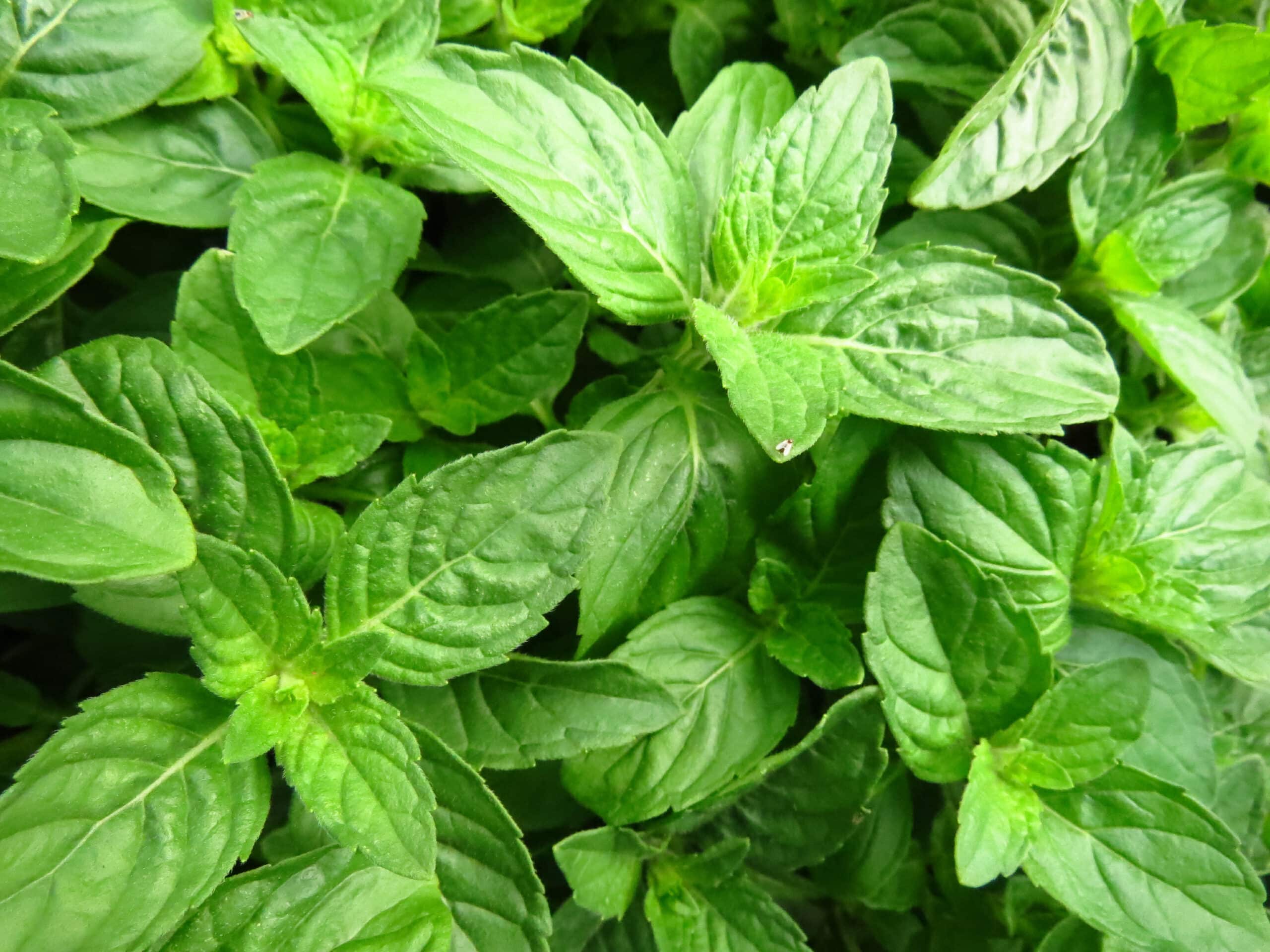 A selective focus shot of basil leaves - kitchen herbs