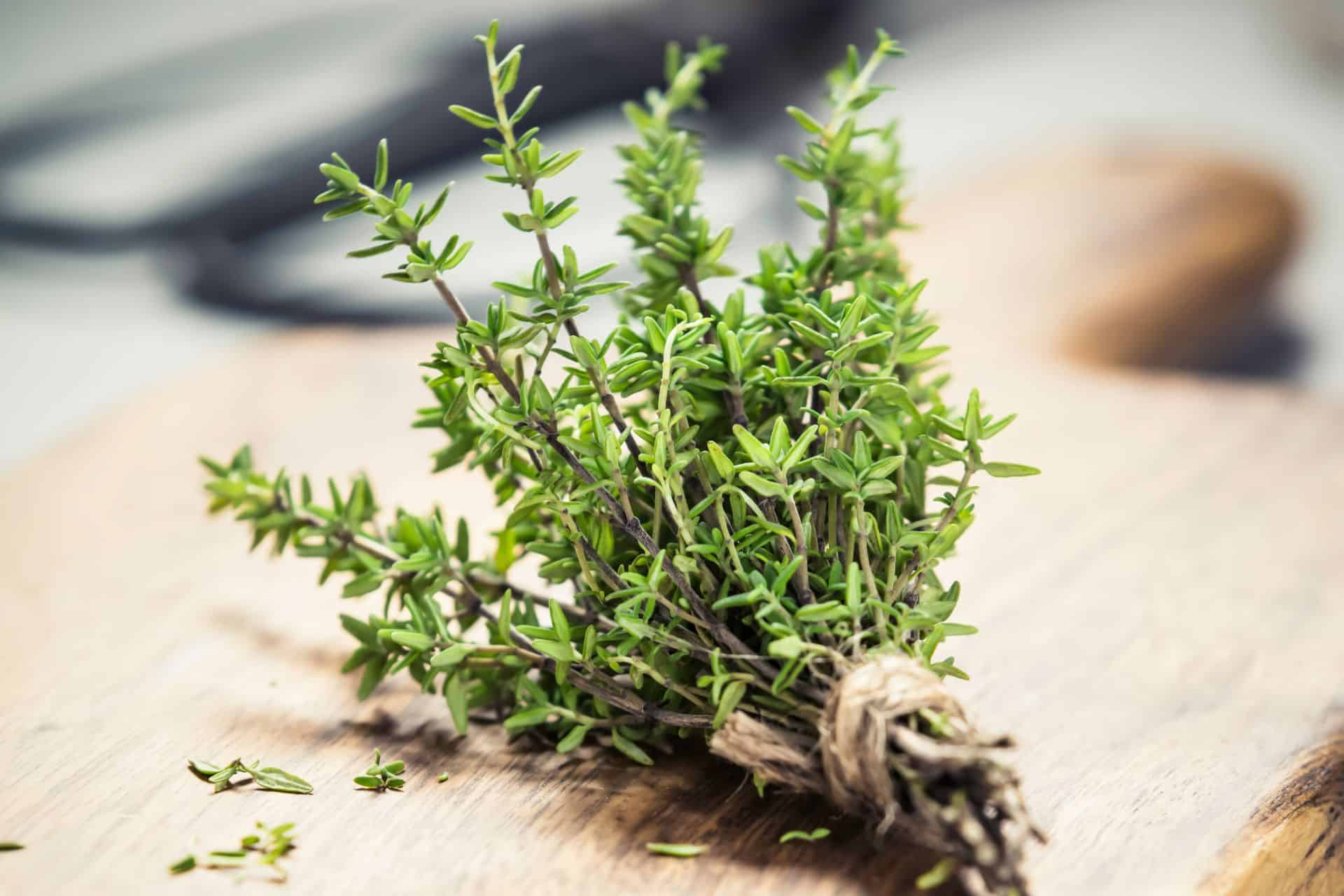 kitchen garden herb